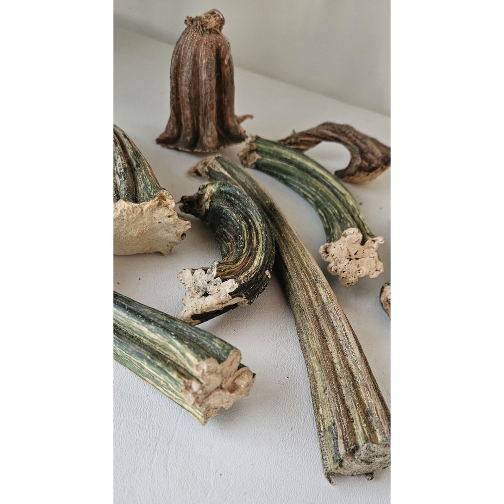 Naturally Dried Pumpkin Stems Various Sizes for Crafting - Picture 3 of 8